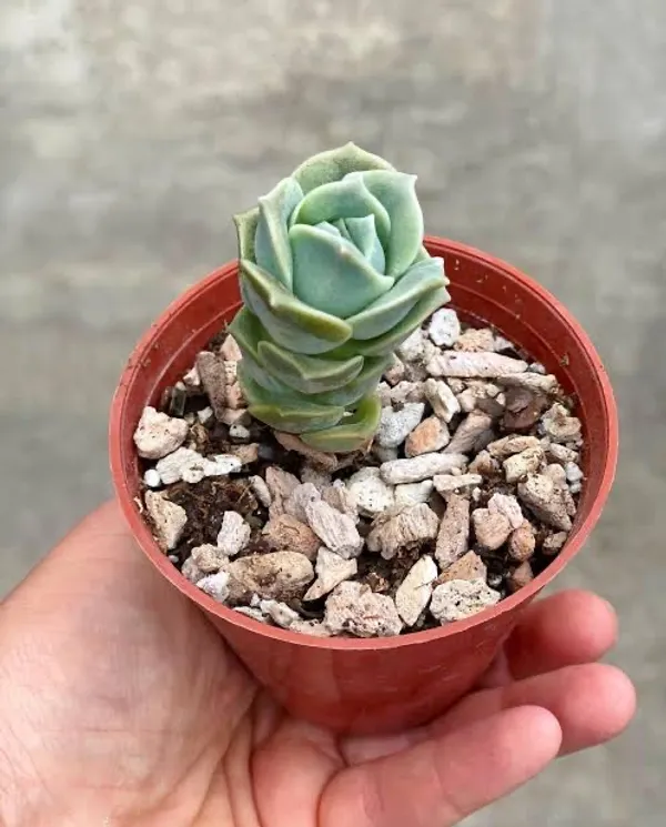 succulent_echeveria_lovely_rose