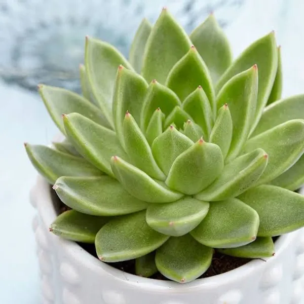 succulent_echeveria_agavoides