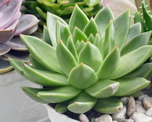 succulent_echeveria_agavoides