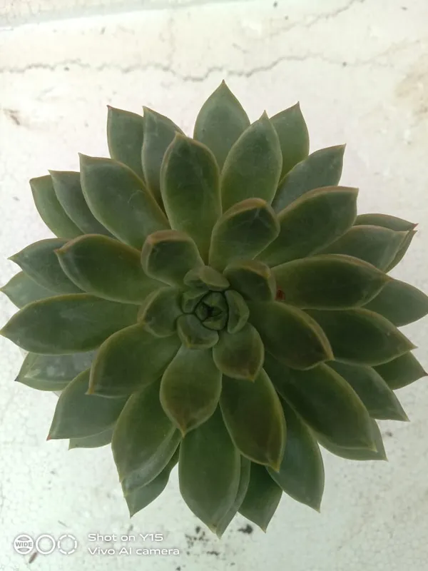 succulent_echeveria_agavoides