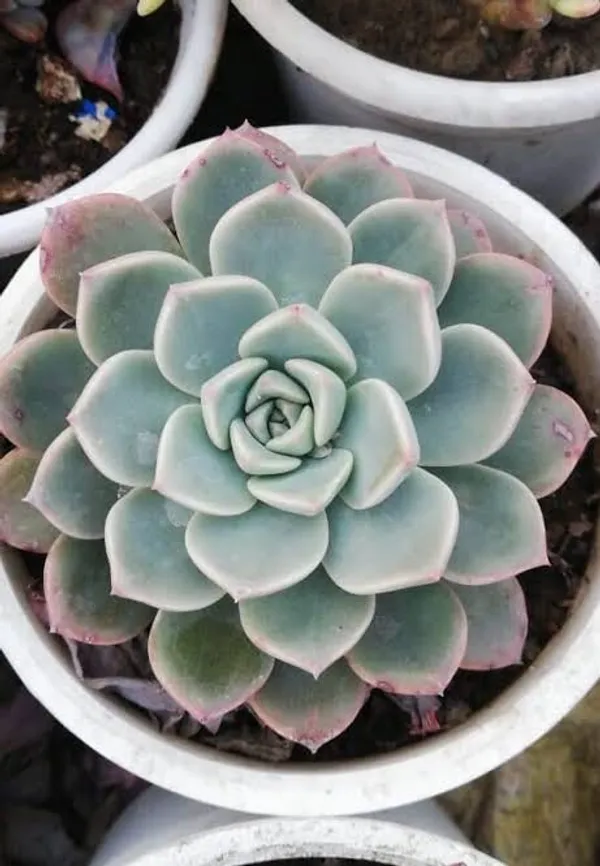 succulent_echeveria_elegans