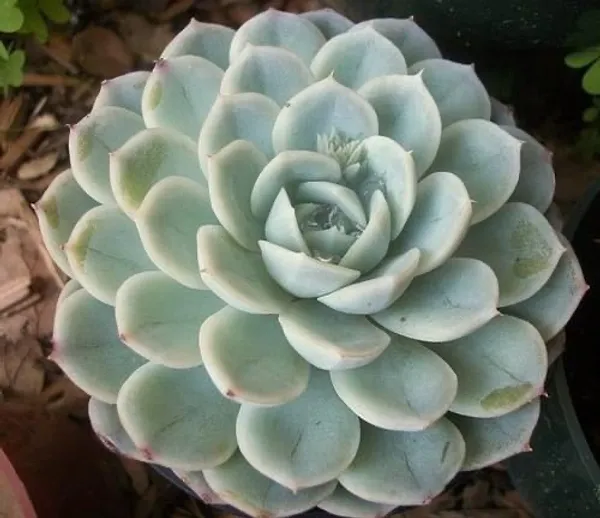 succulent_echeveria_elegans
