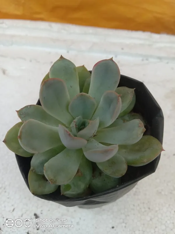 succulent_echeveria_elegans