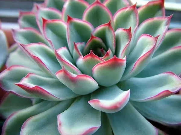 succulent_echeveria_pulidonis