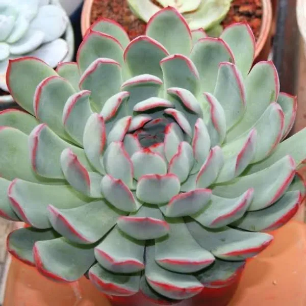 succulent_echeveria_pulidonis