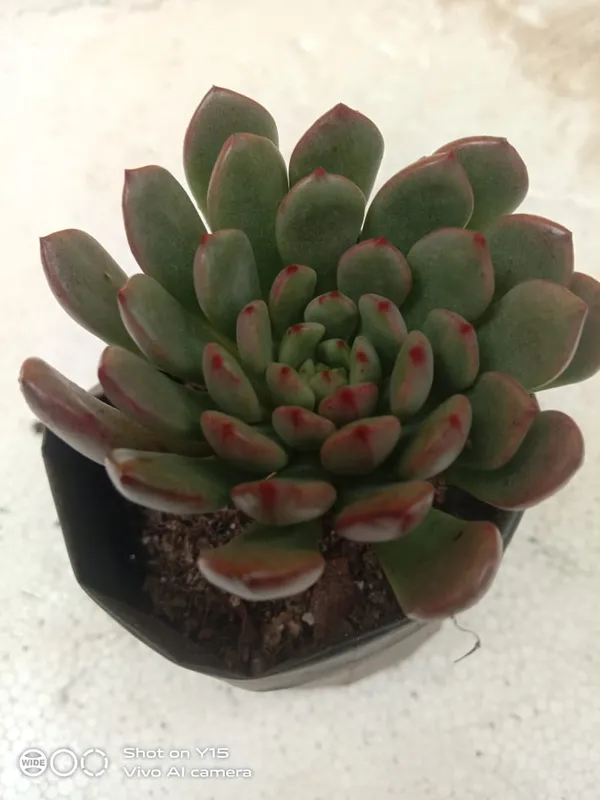 succulent_echeveria_pulidonis