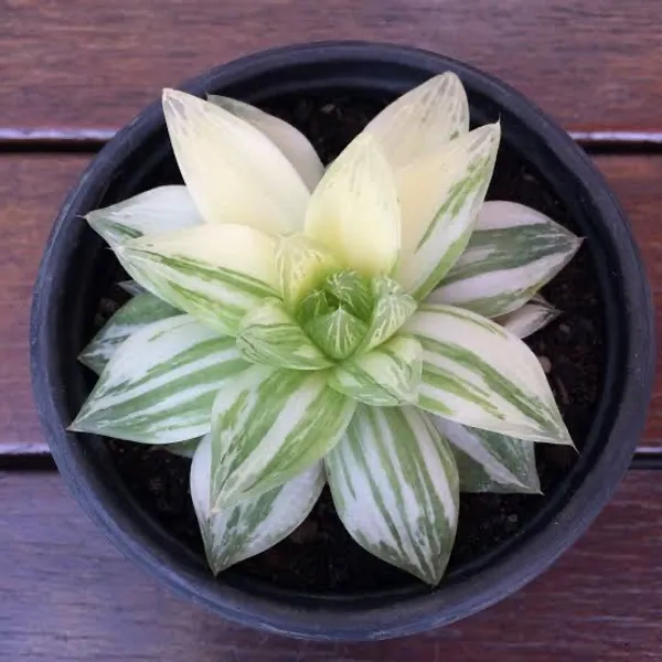 succulent_haworthia_planifolia_verigated
