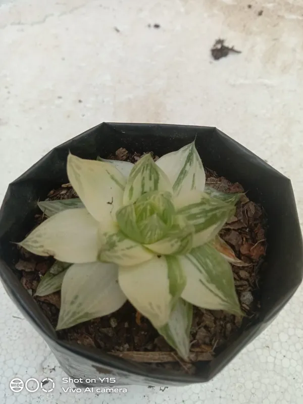 succulent_haworthia_planifolia_verigated