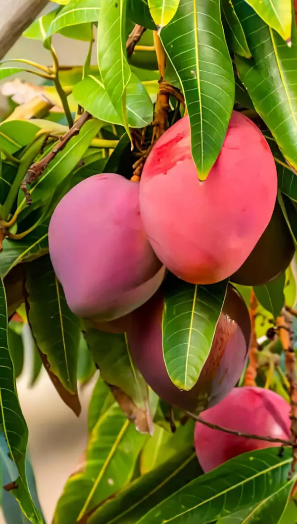 Sindhu_Mango_Hybrid_Grafted_Plant