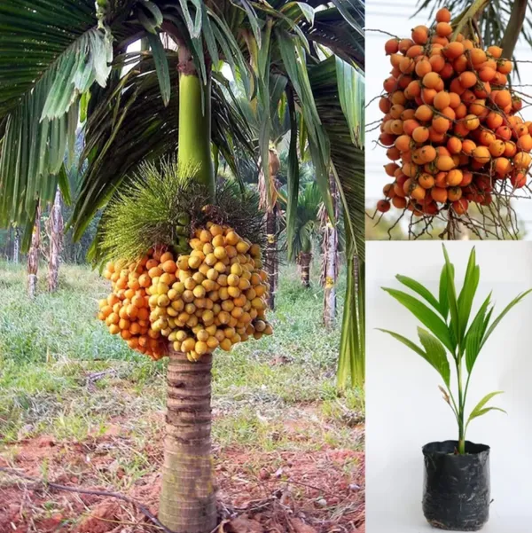 Vietnam_Betel_Nut_Supari_Hybrid_Plant