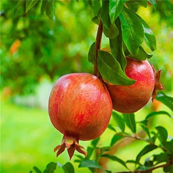 Surh_Anar_Pomegranate_Fruit_Plant_(1.5-3_Feet_Height_Pack_Of_1)