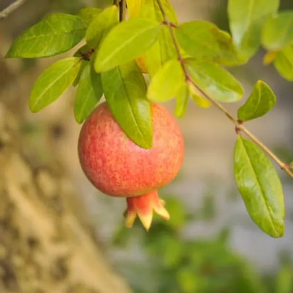 Surh_Anar_Pomegranate_Fruit_Plant_(1.5-3_Feet_Height_Pack_Of_1)
