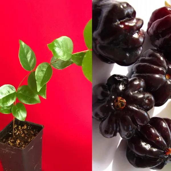 Surinam_Black_Cherry_Fruit_Plant_(Pack_Of_1)