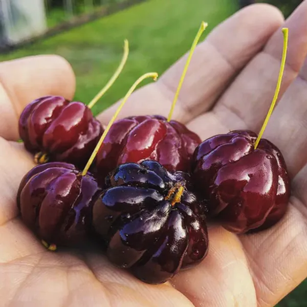 Surinam_Black_Cherry_Fruit_Plant_(Pack_Of_1)
