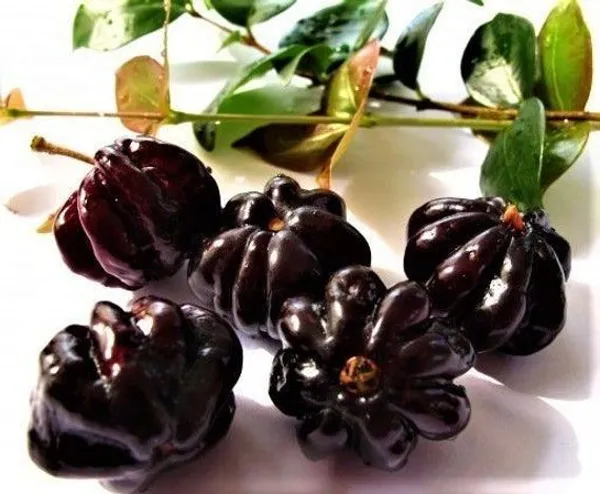 Surinam_Black_Cherry_Fruit_Plant_(Pack_Of_1)