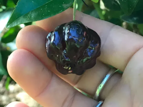 Surinam_Black_Cherry_Fruit_Plant_(Pack_Of_1)