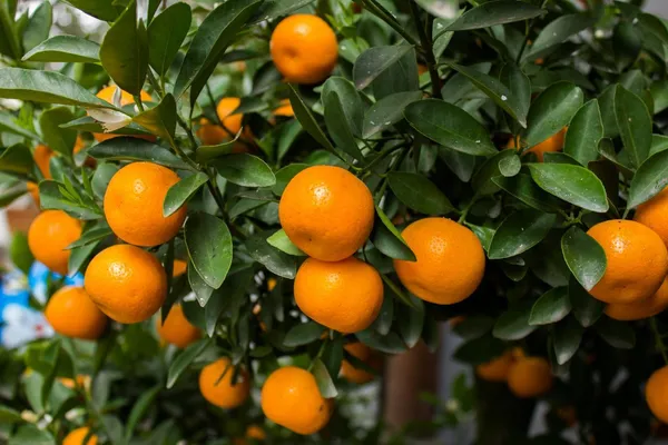 Sweet_Australian_Mandarin_Santra_/_Orange_Grafted_Fruit_Plant_(Pack_Of_1)