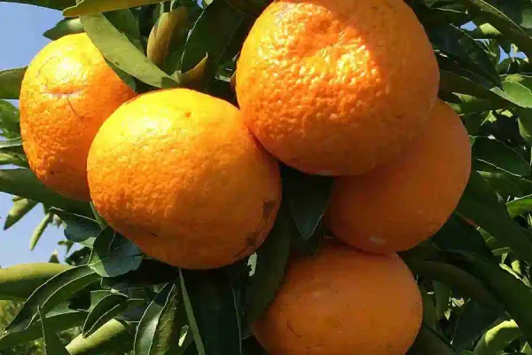 Sweet_Australian_Mandarin_Santra_/_Orange_Grafted_Fruit_Plant_(Pack_Of_1)