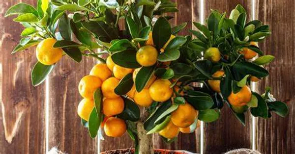 Sweet_Australian_Mandarin_Santra_/_Orange_Grafted_Fruit_Plant_(Pack_Of_1)
