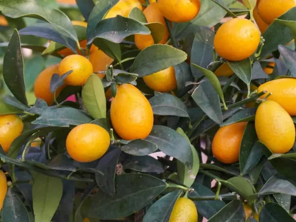 Sweet_Lemon/Kumquat(Grafted)_-_Fruit_Plants_&_Tree_(1-1.5_Ft_Size)_Hybrid_healthy_Plant_and_Tree
