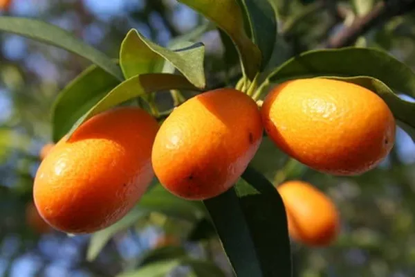 Sweet_Lemon/Kumquat(Grafted)_-_Fruit_Plants_&_Tree_(1-1.5_Ft_Size)_Hybrid_healthy_Plant_and_Tree
