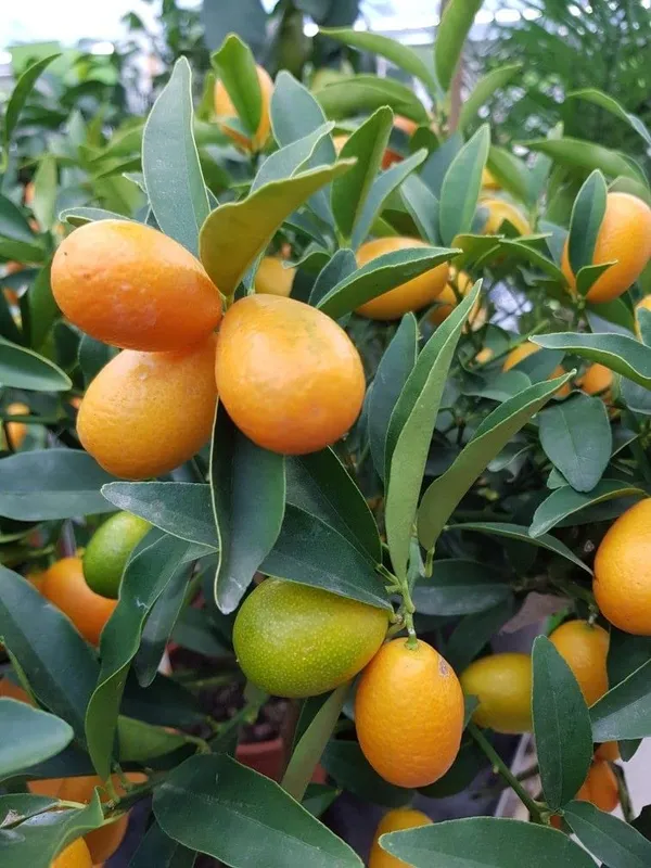 Sweet_Lemon/Kumquat(Grafted)_-_Fruit_Plants_&_Tree_(1-1.5_Ft_Size)_Hybrid_healthy_Plant_and_Tree