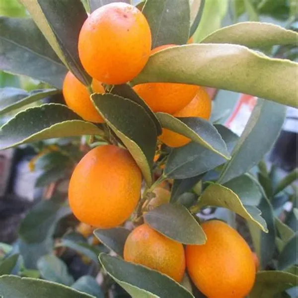 Sweet_Lemon/Kumquat(Grafted)_-_Fruit_Plants_&_Tree_(1-1.5_Ft_Size)_Hybrid_healthy_Plant_and_Tree