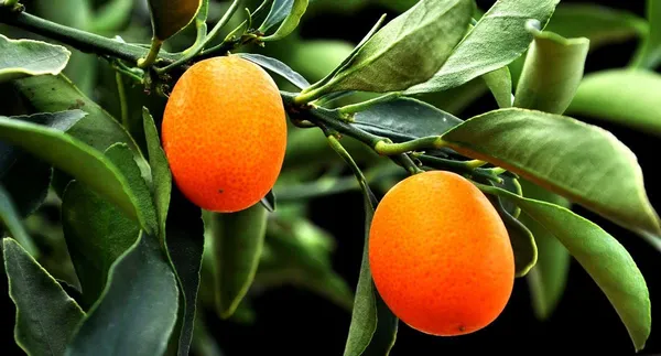Sweet_Lemon/Kumquat(Grafted)_-_Fruit_Plants_&_Tree_(1-1.5_Ft_Size)_Hybrid_healthy_Plant_and_Tree