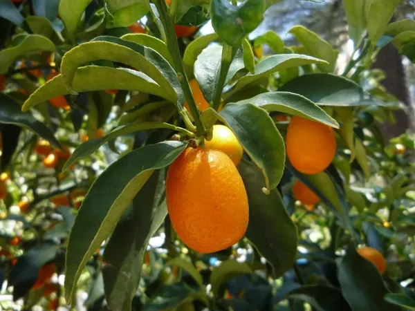 Sweet_Lemon/Kumquat(Grafted)_-_Fruit_Plants_&_Tree_(1-1.5_Ft_Size)_Hybrid_healthy_Plant_and_Tree