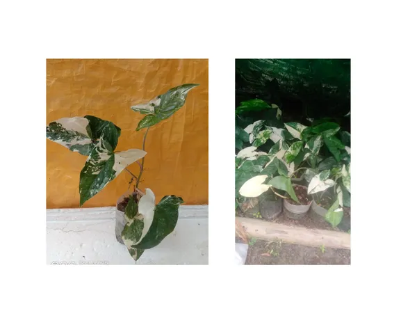 syngonium_verigated_2_plants_combo