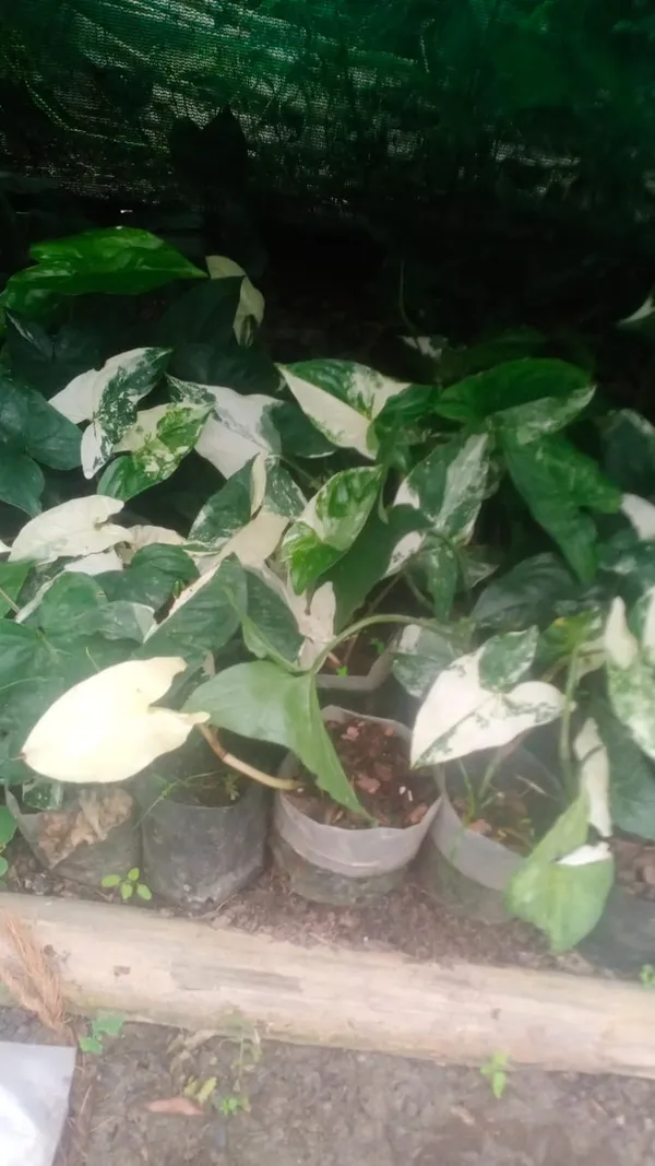 syngonium_verigated