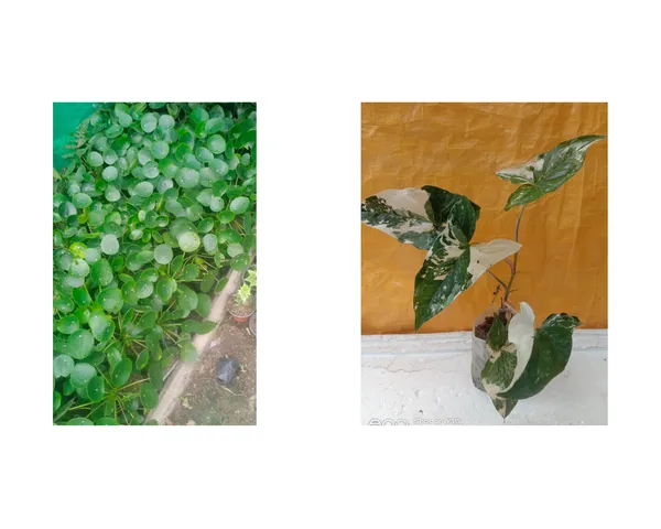 syngonium_verigated_and_chinese_money_plant_combo