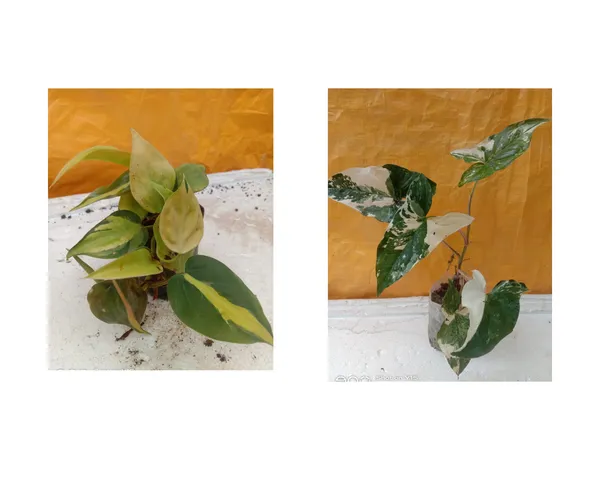 syngonium_verigated_and_money_plant_lime_combo