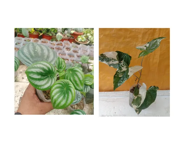 syngonium_verigated_and_paperomia_watermelon_combo