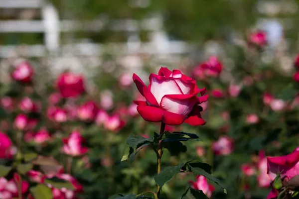 Hybrid_Tea_Rose