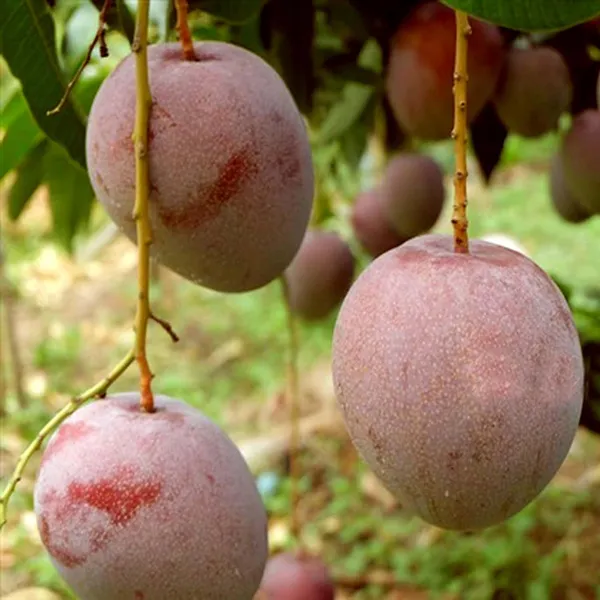 Apple_Mango_Aam_Grafted_Fruit_Plant_(1.5-3_Feet_Height)