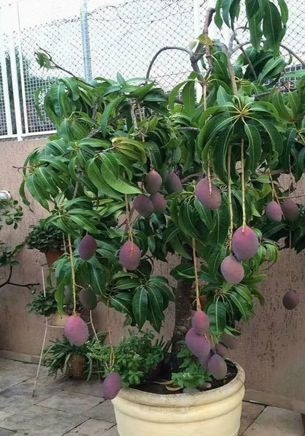 New_Variety_Red_All_Time_Mango_Fruit_(Grafted)_1.5-3.5_Ft_Plant_(Pack_Of_1)