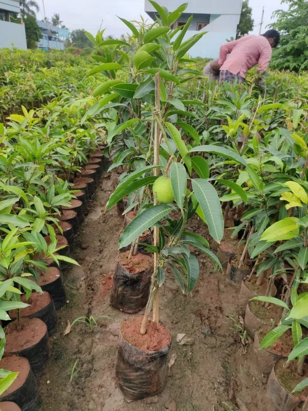 New_Variety_Red_All_Time_Mango_Fruit_(Grafted)_1.5-3.5_Ft_Plant_(Pack_Of_1)