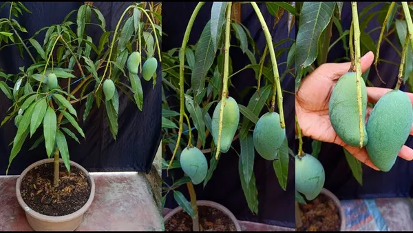 New_Variety_Red_All_Time_Mango_Fruit_(Grafted)_1.5-3.5_Ft_Plant_(Pack_Of_1)