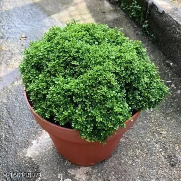 TABLE_KAMINI_PLANT