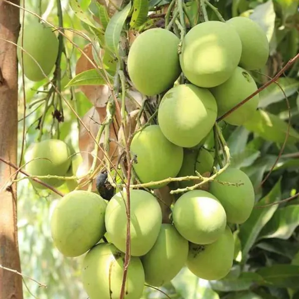 Kothapalli_Kobbari_Mango_Aam_Grafted_Fruit_Plant_(1.5-3_Feet_Height)