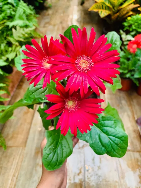 TISSUE_CULTURE_GERBERA_PLANTS