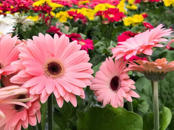 TISSUE_CULTURE_GERBERA_PLANT_3