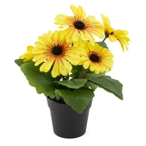 TISSUE_CULTURE_GERBERA_PLANT_4