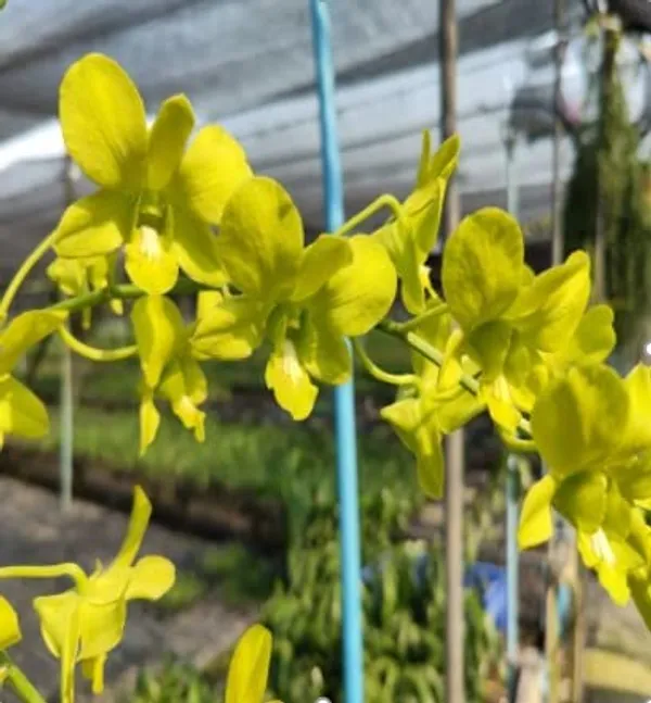 dendrobium_thongchai_gold_x_udom_yellow