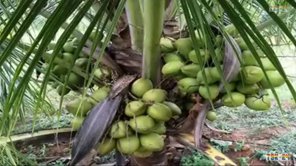 Gangabandhan_Coconut_Fruit_Plant__Guaranteed_Within_5_Years