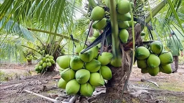 Gangabandhan_Coconut_Fruit_Plant__Guaranteed_Within_5_Years