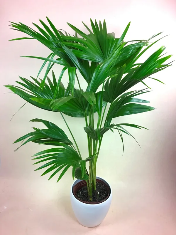 Table_Umbrella_Palm_Indoor_Plant