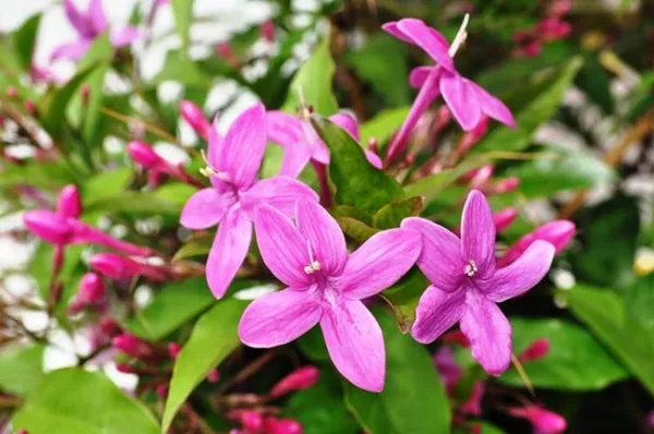Tagar_Blue_Grafted_1.5-3.5_Ft_Hybrid_Flower_Plant