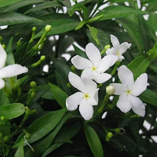 Tagar_Mini_Flower_Plant